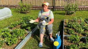 Чем подкормить клубнику во время цветения.