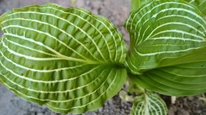 САМАЯ КРАСИВАЯ ХОСТА, которую стоит посадить в саду!