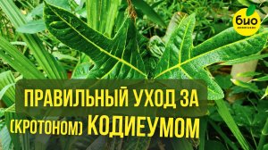 Правильный уход за кодиеумом (кротоном)
