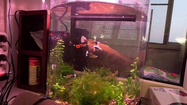 Купил гуппи канада и красная кобра. Обзор гуппи смотреть онлайн