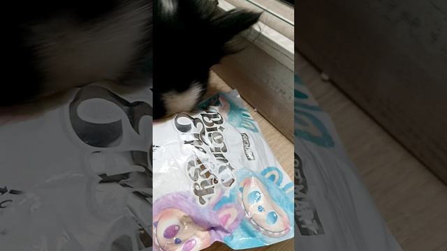 У Люси лабубу! 🐶