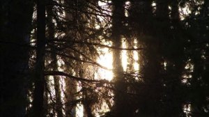 Построили ДОМ в ЛЕСУ - он УДИВИТ КАЖДОГО! ТЕРРАСА и ТАЕЖНЫЙ ПЛЯЖ | ПРИШЕЛ МЕДВЕДЬ - Лесные