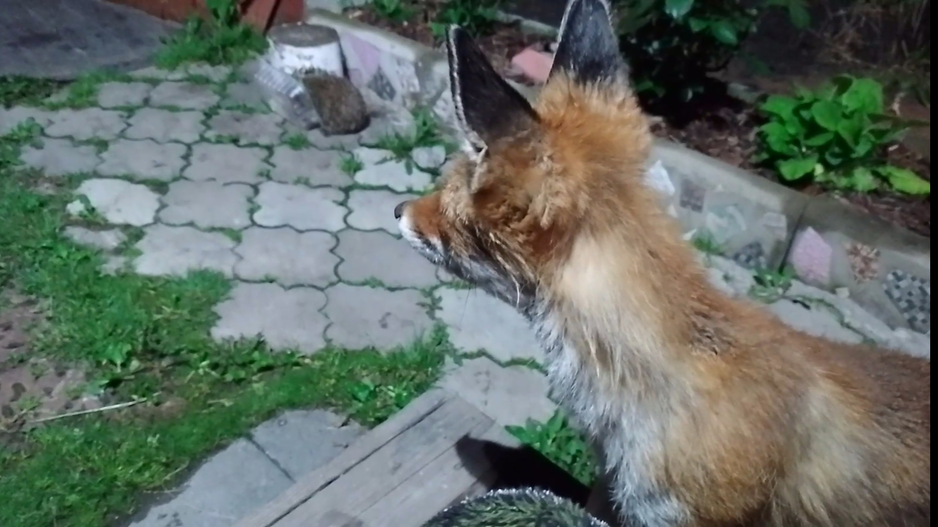 (1042) Лиса и ёжик приходят в гости. Июнь 2025 смотреть онлайн