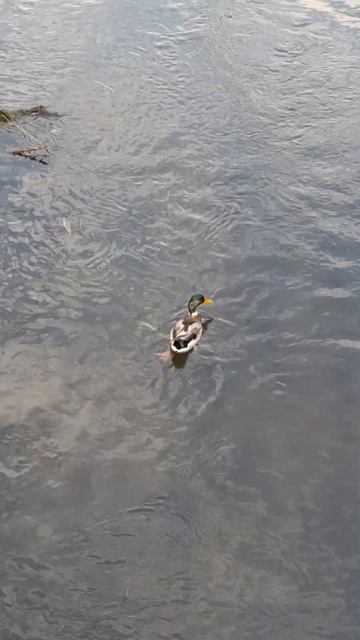 Кому утиной попки в ленту? смотреть онлайн