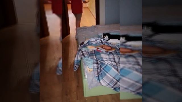 игривый кот Сенька😺 смотреть онлайн