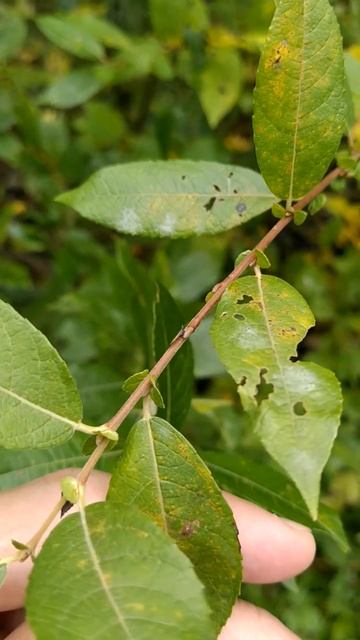 Что такое прилистники и зачем они нужны? смотреть онлайн