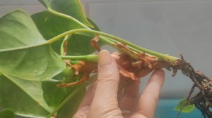 Что делать если у Антуриума сгнили корни?