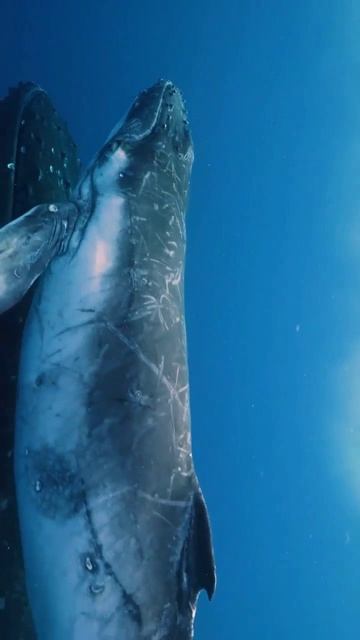 Маленький китёнок грациозно плывет с мамочкой-горбатым китом смотреть онлайн