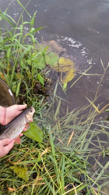 Голавль на Волге смотреть онлайн