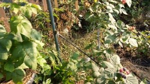 Ежевика Коламбия Санрайз. 15.06.25 г.