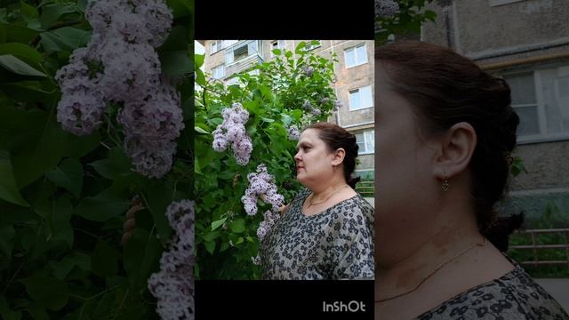 люблю сирень ❤️❤️❤️