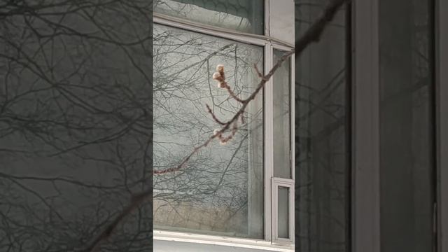 Осина на низком старте в марте. Раскрытие бутонов. смотреть онлайн