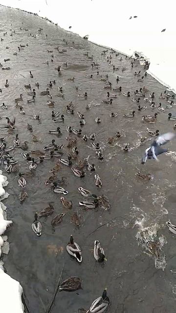 Кряквы на Яузе в слоумо. февраль 2024 смотреть онлайн