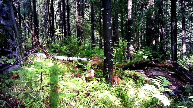 Построили ДОМ ПОД ЗЕМЛЕЙ своими РУКАМИ в ЛЕСУ — МЕДВЕДЬ, КРОВАТЬ и ЗАЩИТА — Строительство Землянки смотреть онлайн