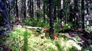 Построили ДОМ ПОД ЗЕМЛЕЙ своими РУКАМИ в ЛЕСУ — МЕДВЕДЬ, КРОВАТЬ и ЗАЩИТА — Строительство Землянки