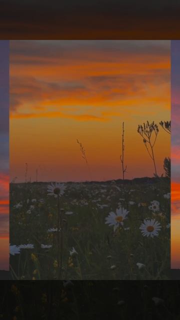 Облако как ладонь и бескрайнее поле ромашек,природа России смотреть онлайн