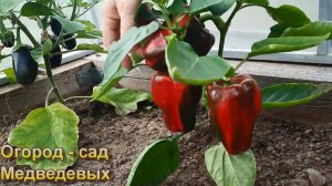 Ранний урожай томатов, перцев и баклажанов из взрослой рассады