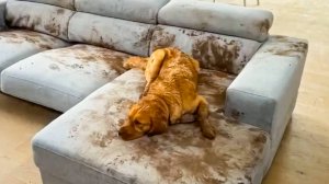 😹СМЕШНО ДО СЛЁЗ ▶ Самые смешные видео о животных🔥