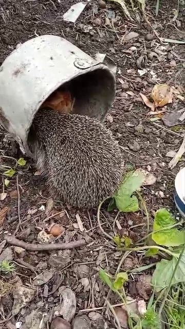 Краснодарский край. Ёжик пришёл на ужин 🍴