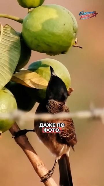 Shazam для птиц, ЧЕГО?! #shazam #технологии #шазам #музыка #пениептиц #shorts смотреть онлайн