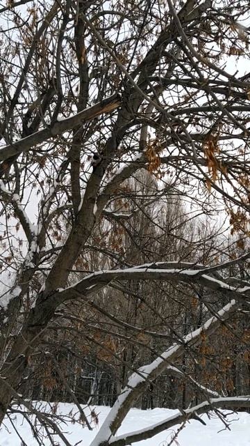 Дятел на Яузе средь бела дня. смотреть онлайн