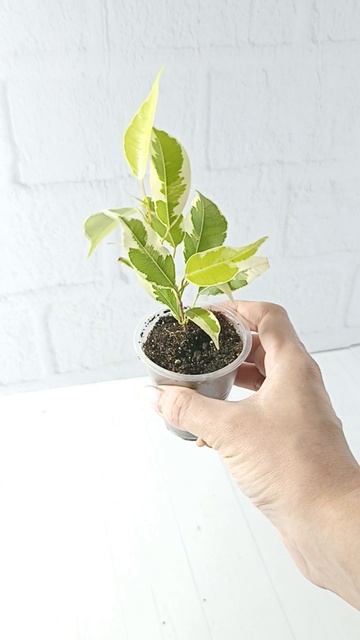 Фикусы смотреть онлайн