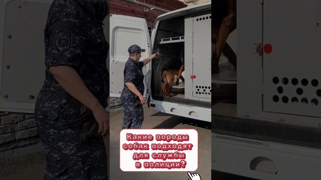 5 вопросов кинологу смотреть онлайн