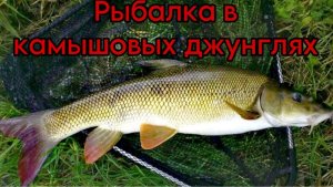 РЫБАЛКА В КАМЫШОВЫХ ДЖУНГЛЯХ