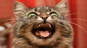 😹Смешные видео с котами и кошками 2024🔥