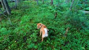 24 ЧАСА В ЛЕСУ - РЫЖИЙ ЗВЕРЬ И КЕДРОВЫЙ ОРЕХ | Секреты и Навыки | Лесные хитрости | Bushcraft Skills