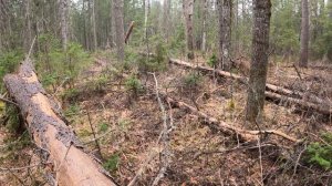 ЭТА НАХОДКА В ЛЕСУ ИЗМЕНИЛА ВСЕ НАШИ ПЛАНЫ! ТАЙГА ХРАНИТ МНОГО ТАЙН. ЛЕСНАЯ ИЗБА - КТО ТУТ ЖИВЕТ?