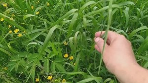 Это пырей или костёр? Чем трава Костёр ржаной отличается от Пырея ползучего