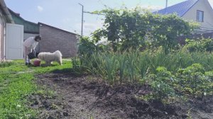 ПРЕДАТЕЛЬСТВО/ДРУЖБЫ НЕТ/БЕЛКА ПОТАСКАЛА БРОЙЛЕРОВ,НЕ УСМОТРЕЛИ/