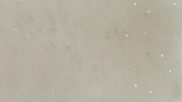 В пруду парка "Изумрудный" появились мальки карпов койя смотреть онлайн