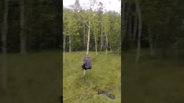 Зачем и как росянка питается насекомыми? смотреть онлайн