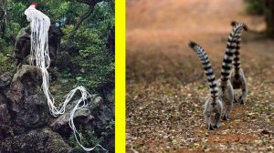 Животные с безумными хвостами! Зачем им такие?