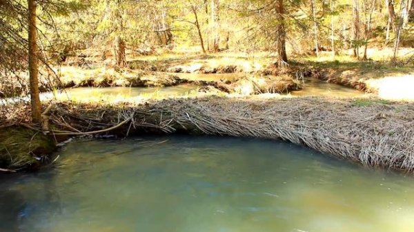 Это наша свобода | Our Freedom