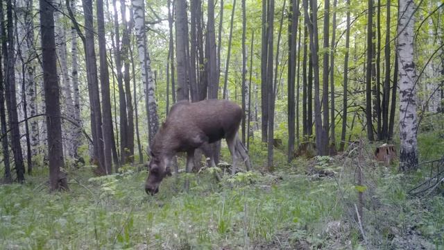 СТРОИМ ДОМ МЕЧТЫ НА ДЕРЕВЕ - УСТАНОВКА ОПОР, МОНТАЖ ПОЛА. СВОИМИ РУКАМИ смотреть онлайн