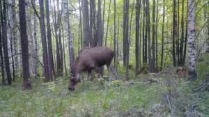 СТРОИМ ДОМ МЕЧТЫ НА ДЕРЕВЕ - УСТАНОВКА ОПОР, МОНТАЖ ПОЛА. СВОИМИ РУКАМИ