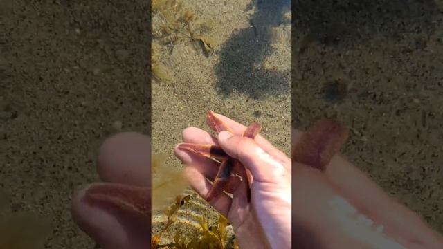 Как движется, живёт и питается морская звезда Красный Астериас, Asterias rubens, в Белом Море смотреть онлайн