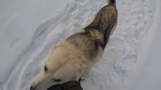ДОМ ЛЕСНИКА СПУСТЯ ОДИН ГОД | ЖИЗНЬ в ЛЕСУ БЕЗ КУПЮР | Лесные смотреть онлайн