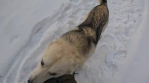 ДОМ ЛЕСНИКА СПУСТЯ ОДИН ГОД | ЖИЗНЬ в ЛЕСУ БЕЗ КУПЮР | Лесные