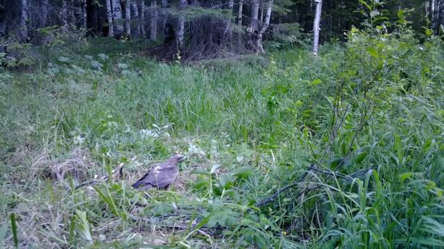 ДОМ в ЛЕСУ своими РУКАМИ - МЕДВЕДЬ НА ПОРОГЕ, Ставим ДВЕРЬ, ОКНО, СТЕНЫ - Строим A-FRAME | Лесные смотреть онлайн