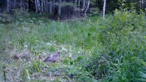 ДОМ в ЛЕСУ своими РУКАМИ - МЕДВЕДЬ НА ПОРОГЕ, Ставим ДВЕРЬ, ОКНО, СТЕНЫ - Строим A-FRAME | Лесные