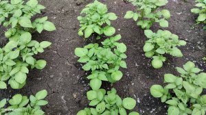 Как растёт семенной картофель "Фаворит" у нас в саду. Сажала картофель 21 мая.