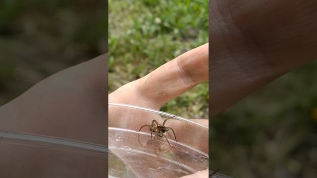 Из жизни самок пауков-волков. Паук с коконом, Москва смотреть онлайн