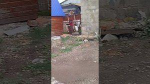 Саня