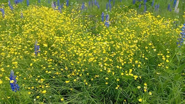 Утро на Даче смотреть онлайн