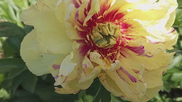 Вспоминая весну и лето. Цветение пионов на даче смотреть онлайн