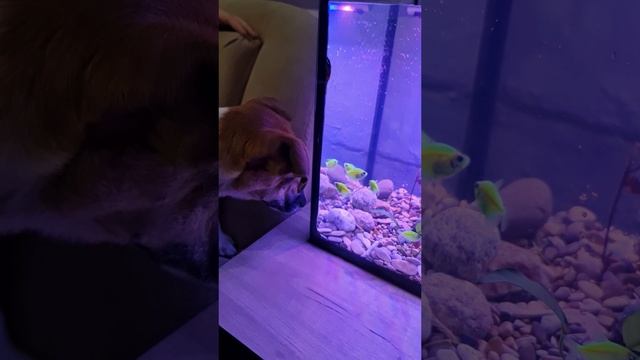 Запуск аквариума 50 литров. Новые жильцы и реакция моих собак. #дача #дом #аквариум